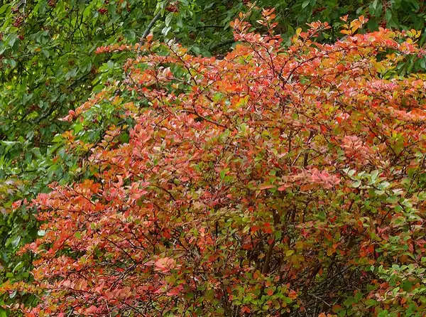 Фото Berberis thunbergii (Berberis thunbergiis)