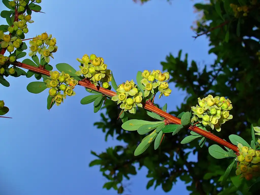 Фото Berberis thunbergii - Stem, leaves, and flowers:H. Zell