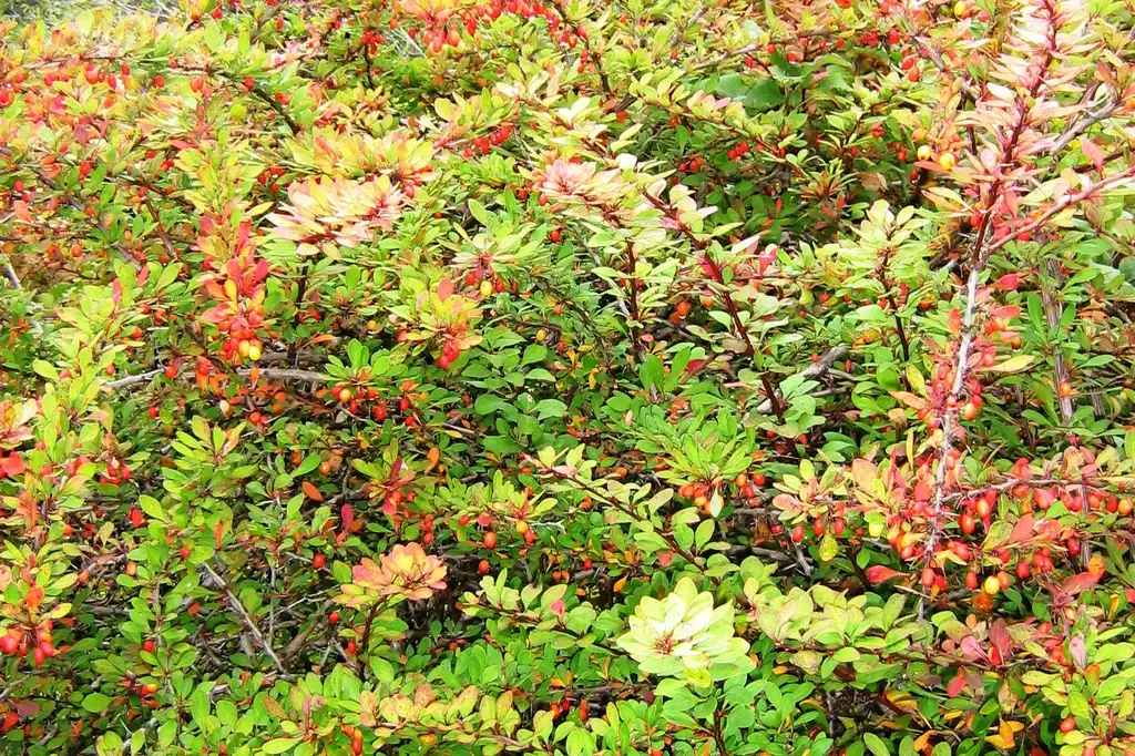 Фото Berberis thunbergii - color and habit in fall:InAweofGod'sCreation