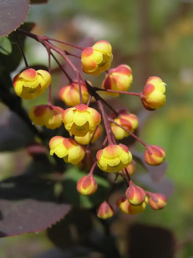 Фото Berberis thunbergii - Flowers:Beentree