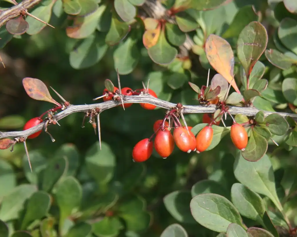 Фото Berberis thunbergii - Berries:Alpsdake