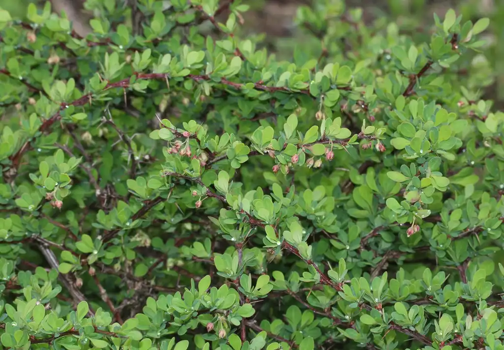 Фото Berberis thunbergii - Buds, leaves, and form:Alpsdake