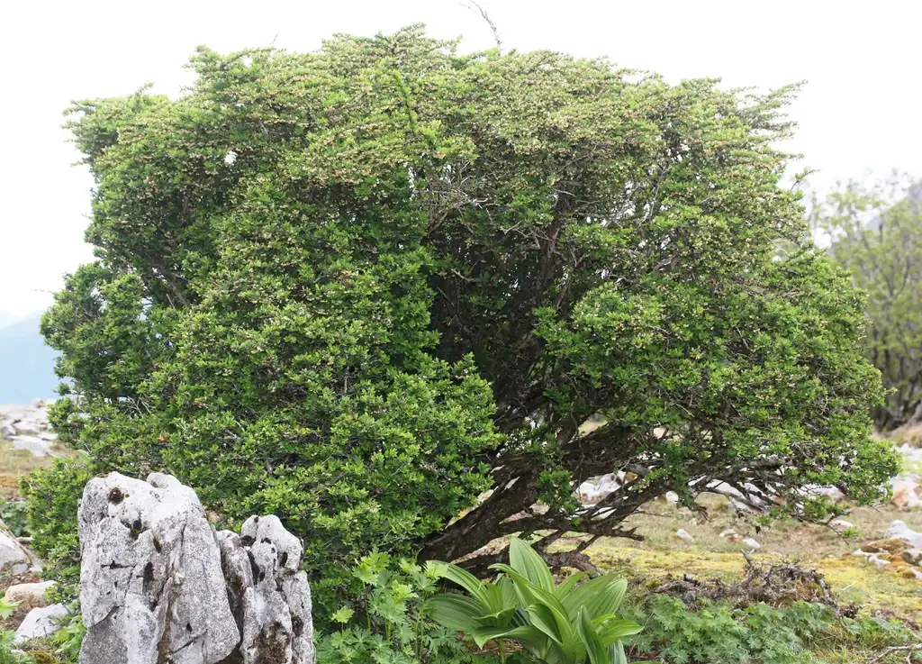 Фото Berberis thunbergii - Tree form:Alpsdake