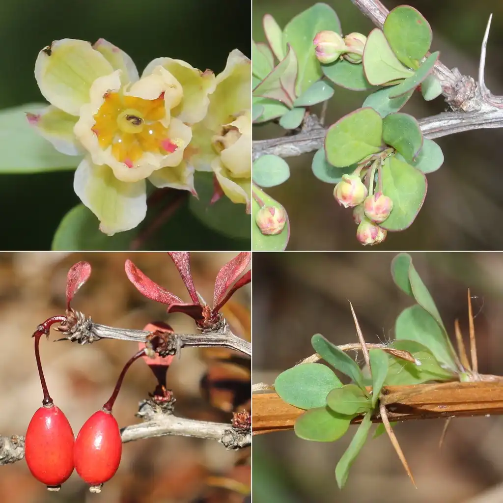 Фото Berberis thunbergii - Flower, berries, bark, and spines:Alpsdake