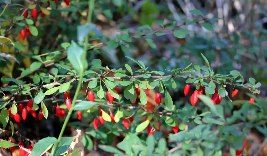 Фото Berberis thunbergii - Berries and leaves:Calin Darabus