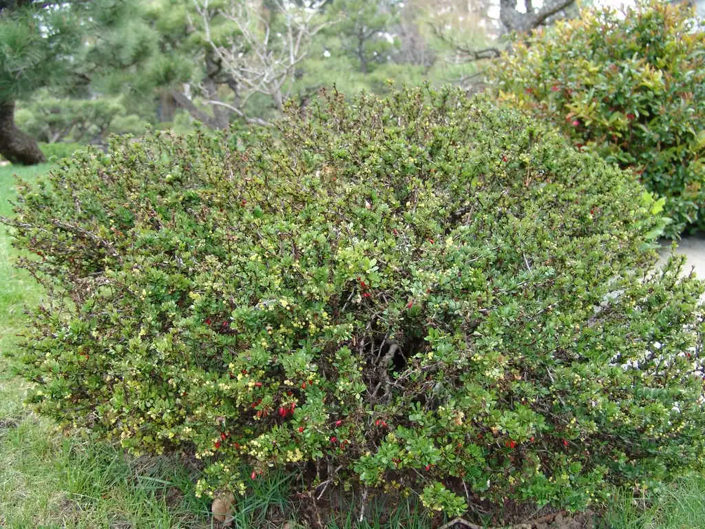 Фото Berberis thunbergii - Form:Drew Avergy
