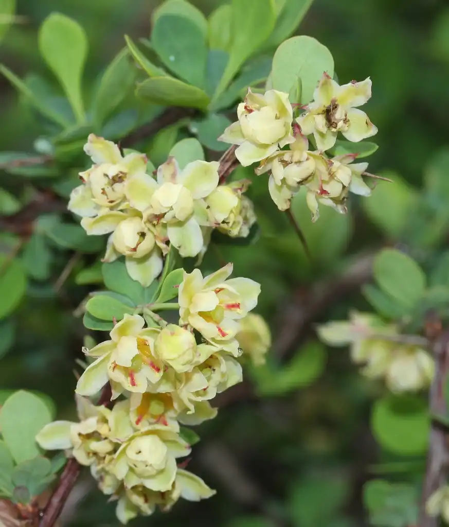 Фото Berberis thunbergii - Flowers:Alpsdake