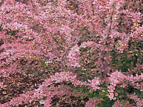 Фото Berberis thunbergii - Leaves:shkawamoto