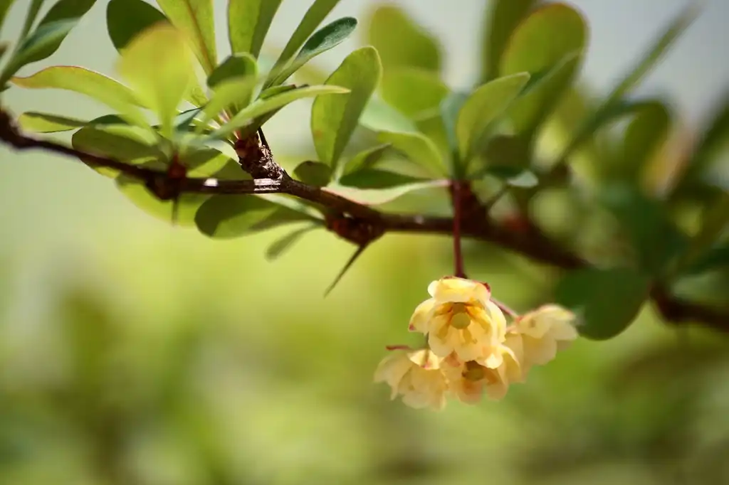Фото Berberis thunbergii - Flowers:Sage Ross