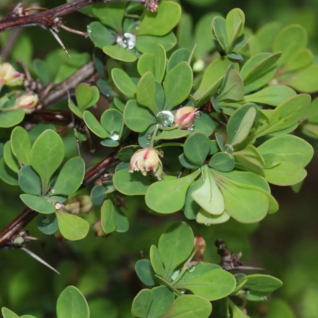 Фото Berberis thunbergii - Leaves:Alpsdake