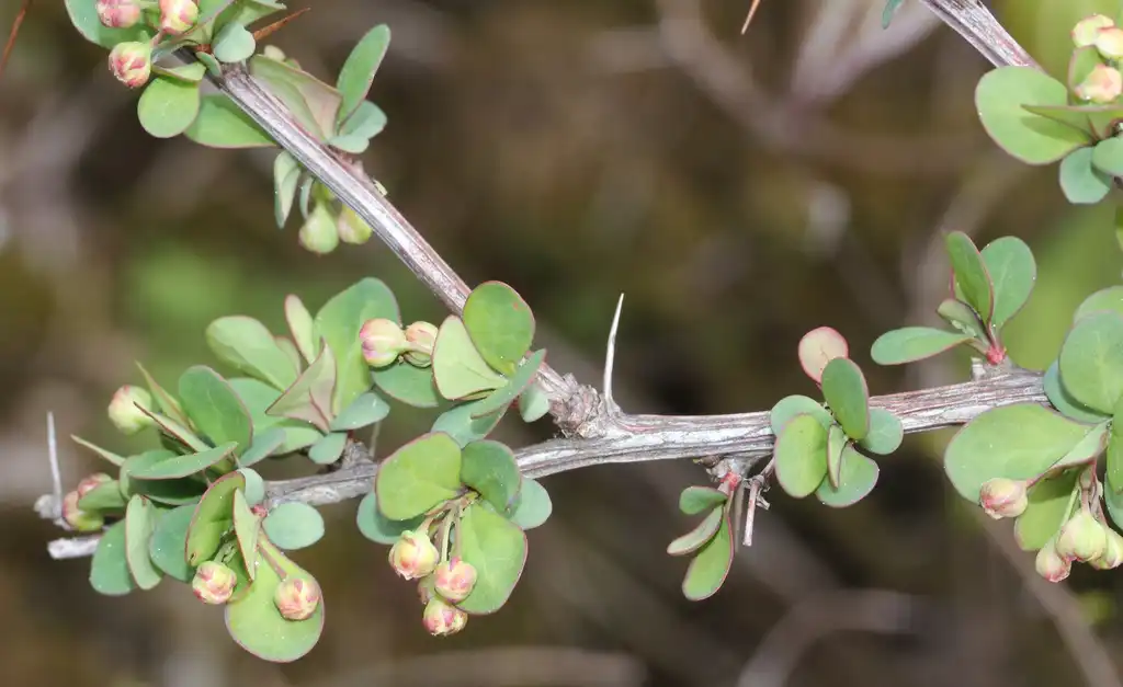 Фото Berberis thunbergii - Buds and spines:Alpsdake