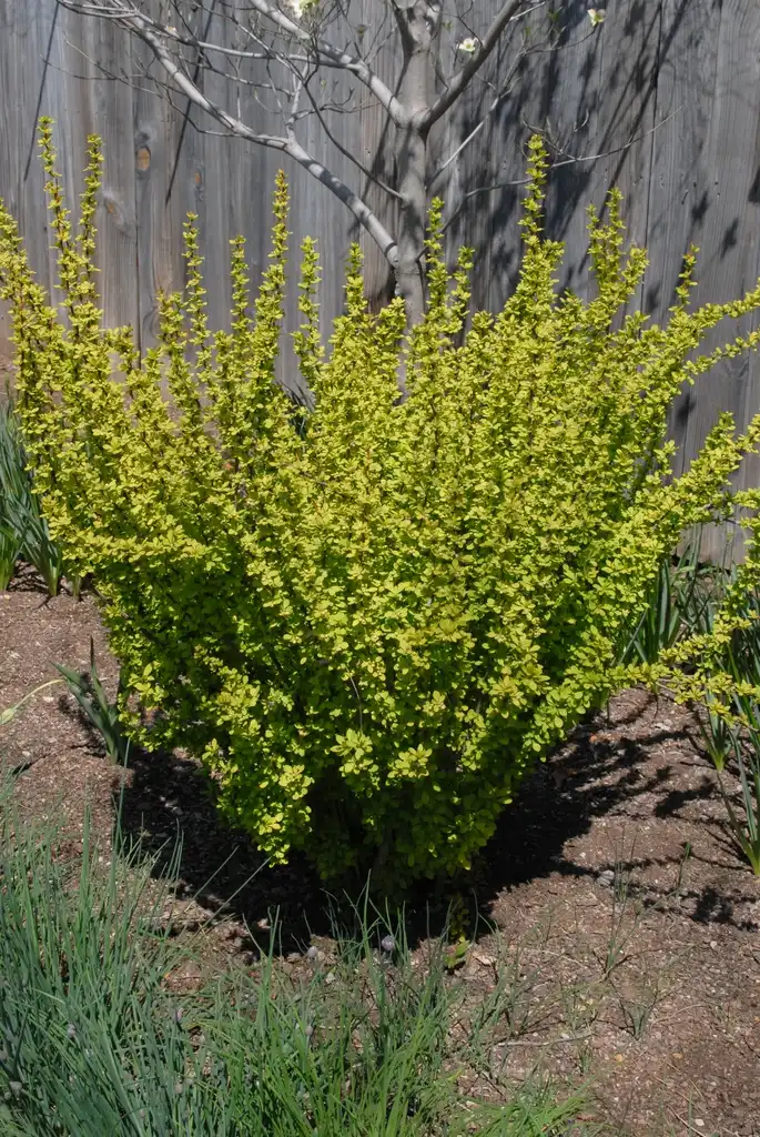Фото Berberis thunbergii - 'Gold Pillar' Form:Jim Robbins