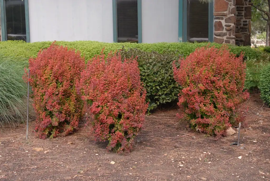 Фото Berberis thunbergii - 'Orange Rocket' Form:Jim Robbins