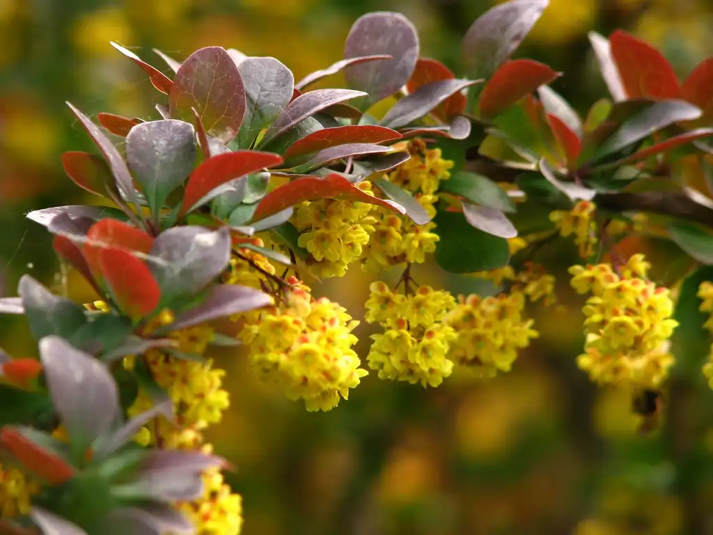 Фото Berberis thunbergii - Flowers and leaves:Kor!An