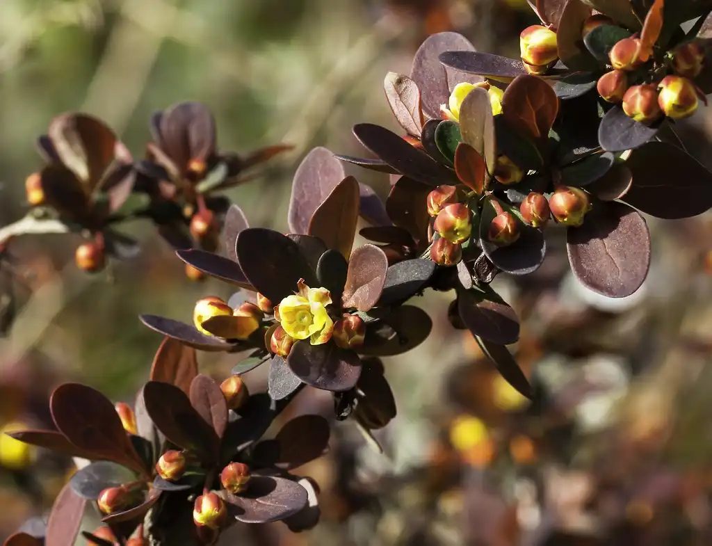 Фото Berberis thunbergii - Flowers and leaves:Sheila Sund