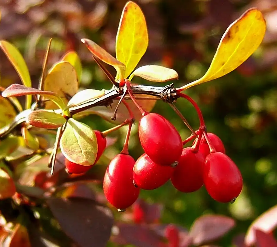 Фото Berberis thunbergii - Leaves and berries:Wildfeuer
