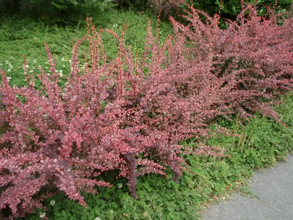 Фото Berberis thunbergii - Berberis thunbergii 'Rose Glow' Form:Jim Robbins