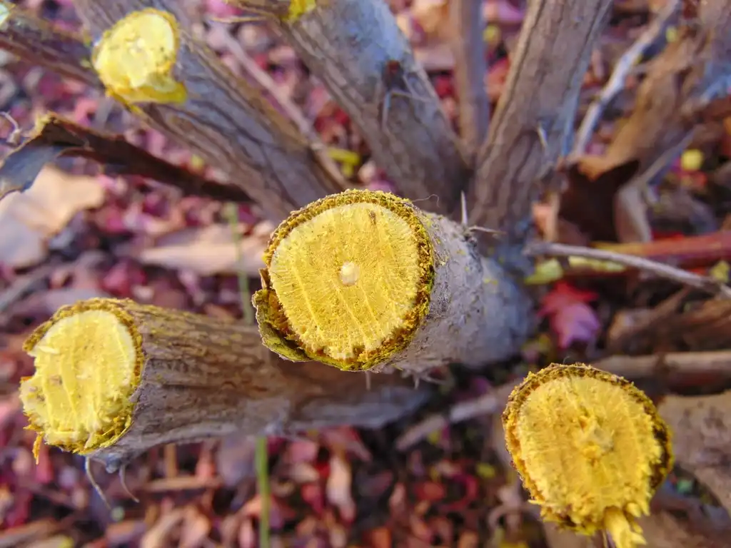 Фото Berberis thunbergii - cut wood:Nadiatalent
