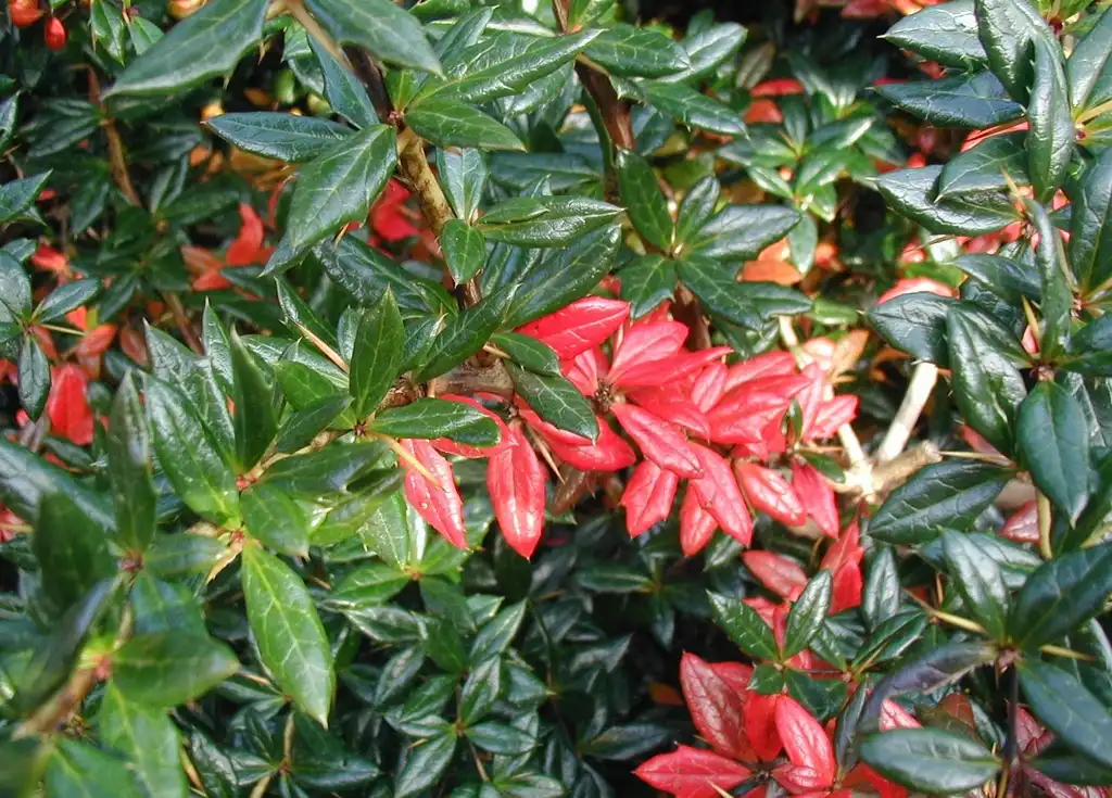 Photo of Berberis verruculosa (Berberis verruculosas)