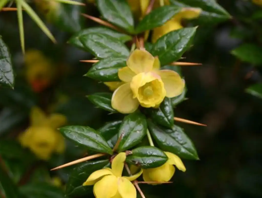 Photo of Berberis verruculosa (Berberis verruculosas)