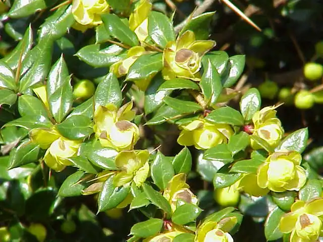 Photo of Berberis verruculosa - Leaves and flowers:Kurt Stüber