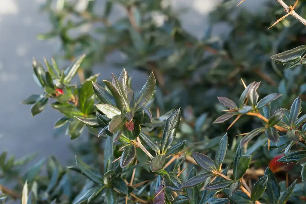 Photo of Berberis verruculosa - Foliage:Sten Porse