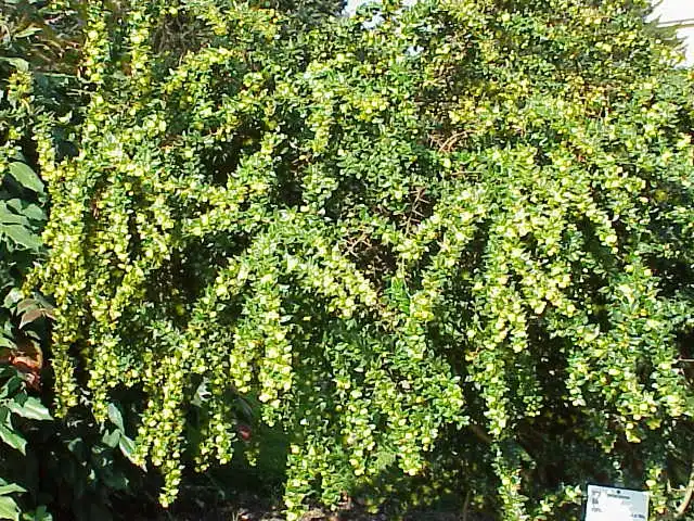 Photo of Berberis verruculosa - Form:Kurt Stüber
