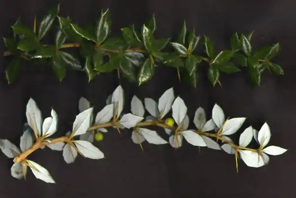 Photo of Berberis verruculosa - Leaves (top and bottom):MPF