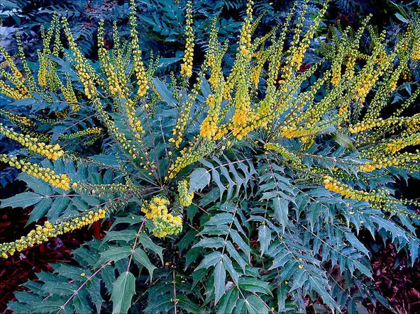 Photo of Berberis x hortensis (Berberis x hortensiss)