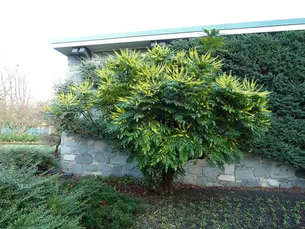 Photo of Berberis x hortensis (Berberis x hortensiss)