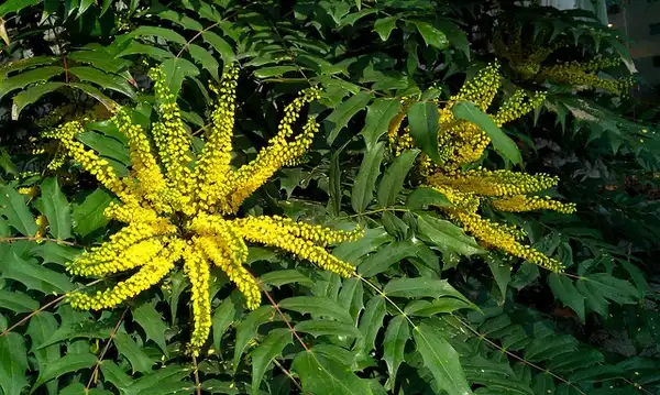 Photo of Berberis x hortensis - Leaves and flowers:Wendy Cutler