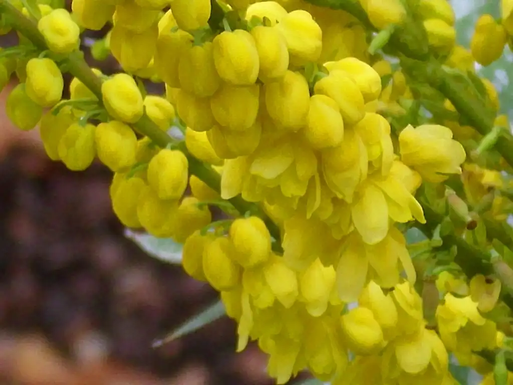 Photo of Berberis x hortensis - Close up of flower 'Winter Sun':javier martin