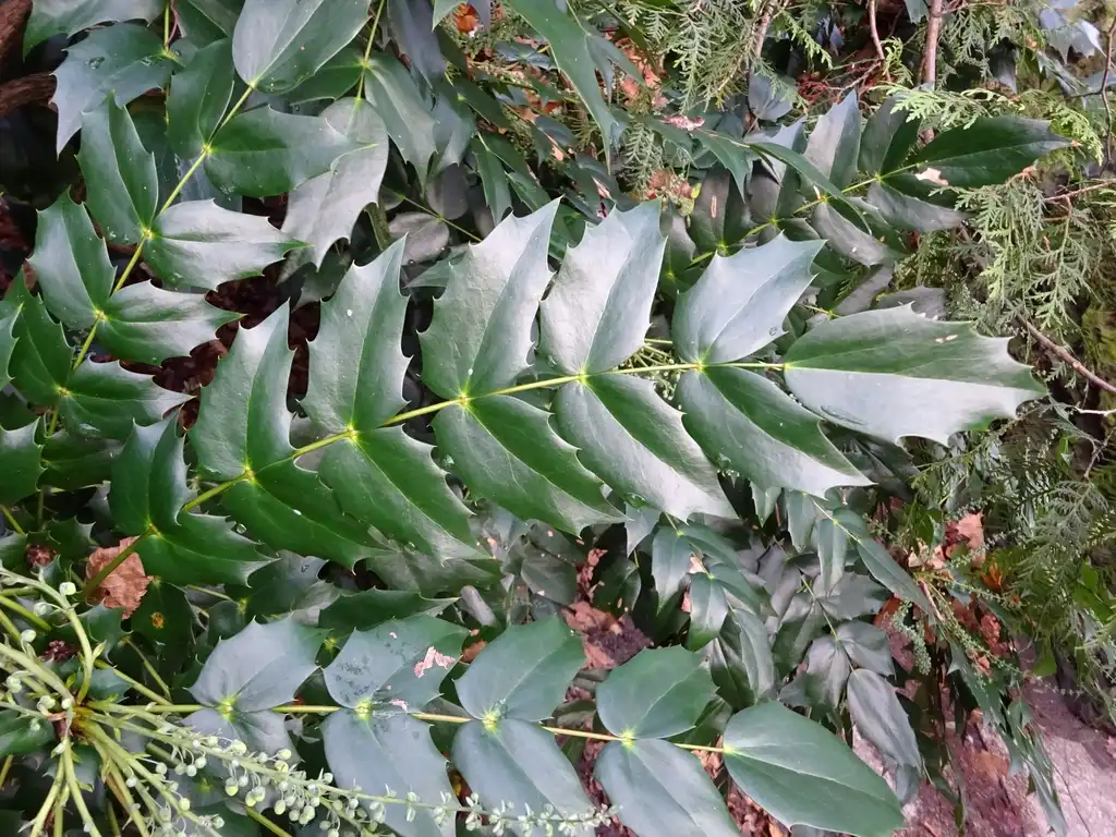 Photo of Berberis x hortensis - Leaf closeup:Tobias 67