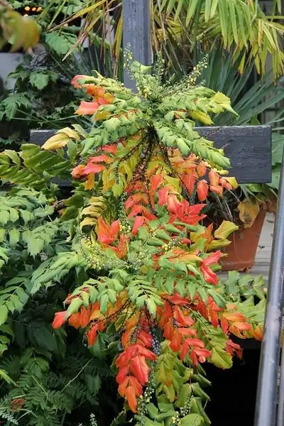 Photo of Berberis x hortensis - Fall color:Lucy Bradley
