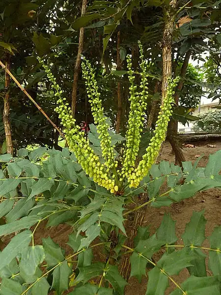 Photo of Berberis x hortensis - Flowers:Nacho