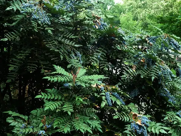 Photo of Berberis x hortensis - Form and fruit:Nacho