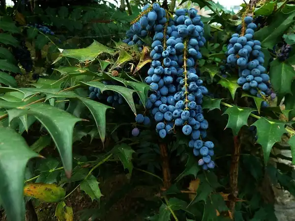 Photo of Berberis x hortensis - Close up of fruit:Nacho