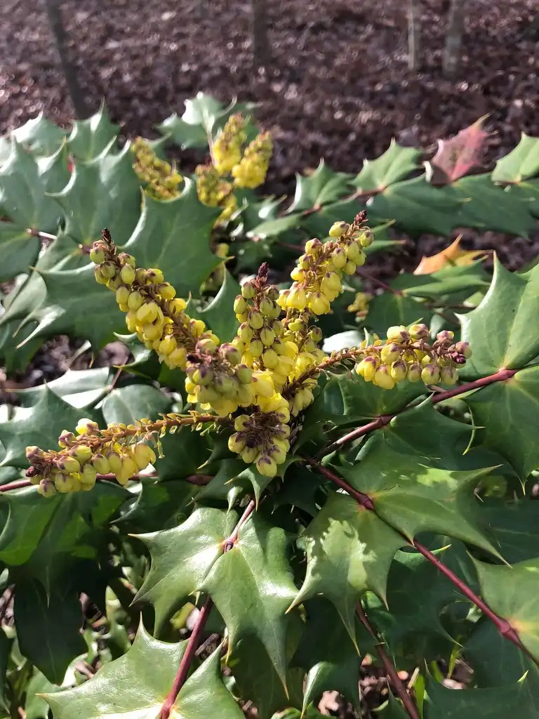 Photo of Berberis x hortensis - Flowers (Warren County, NC):Cathy Dewitt