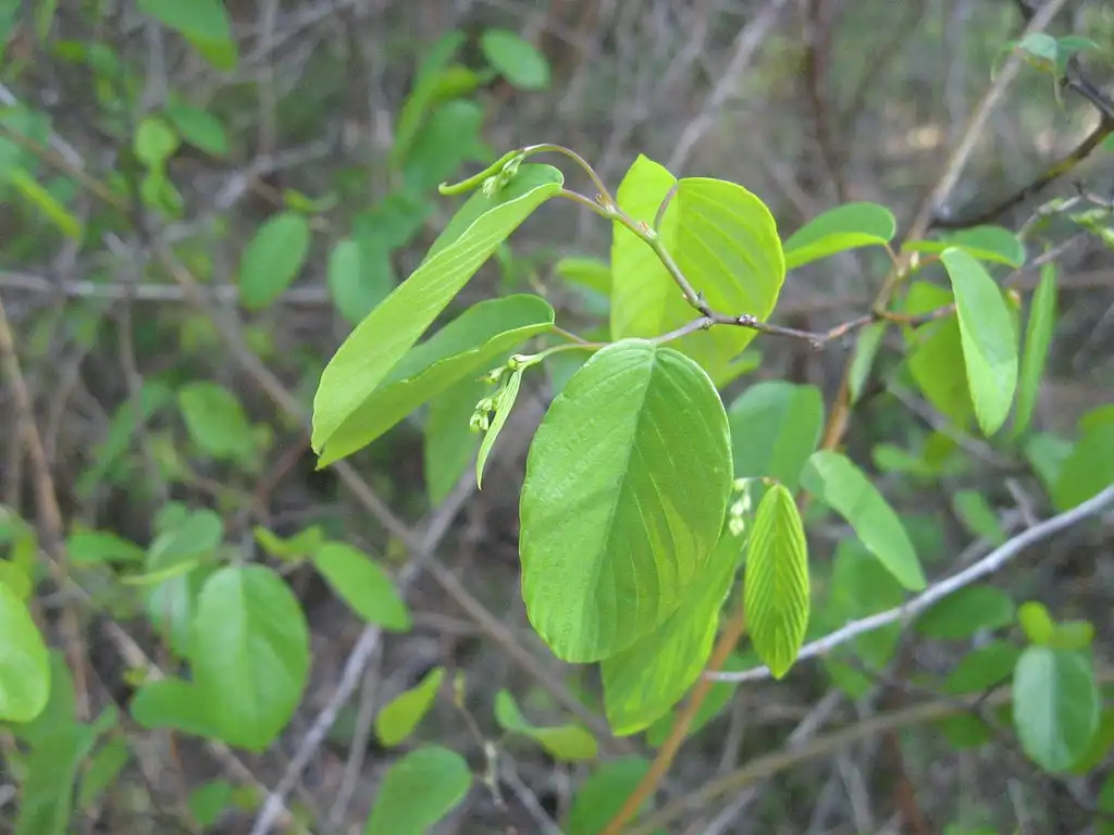 Photo of Berchemia scandens (Berchemia scandenss)
