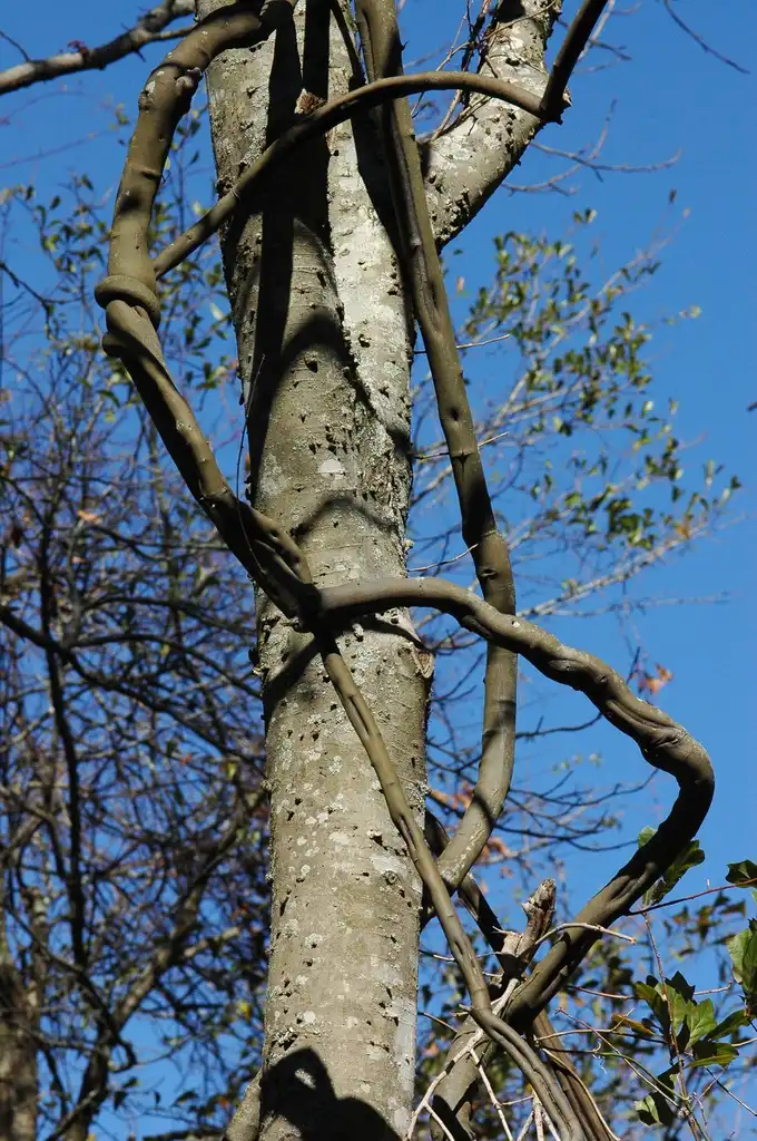 Photo of Berchemia scandens (Berchemia scandenss)