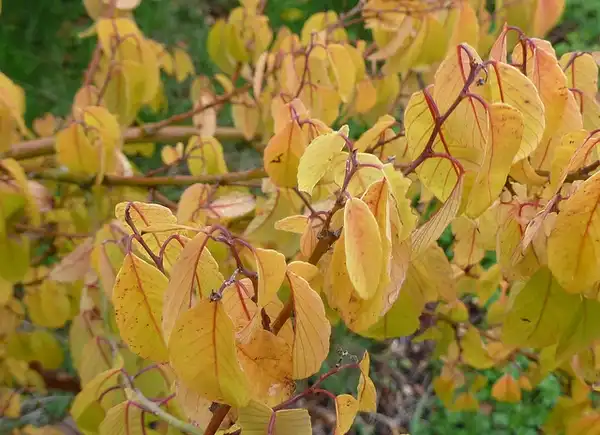 Photo of Berchemia scandens - Leaves in fall:Wendy Cutler