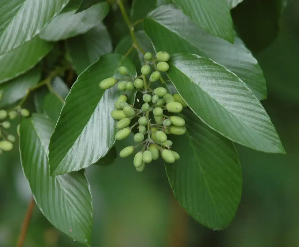 Photo of Berchemia scandens - Fruit and leaves:Larry Allain, US Geological Survey