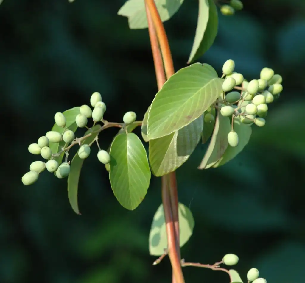 Photo of Berchemia scandens - Unripe fruits:Larry Allain, US Geological Survey