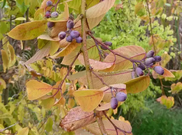 Photo of Berchemia scandens - Ripe fruits:Wendy Cutler