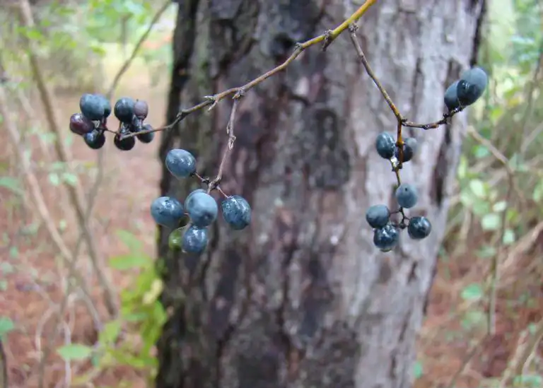 Photo of Berchemia scandens - Fruit:Franklin Bonner, USFS (ret.), Bugwood.org