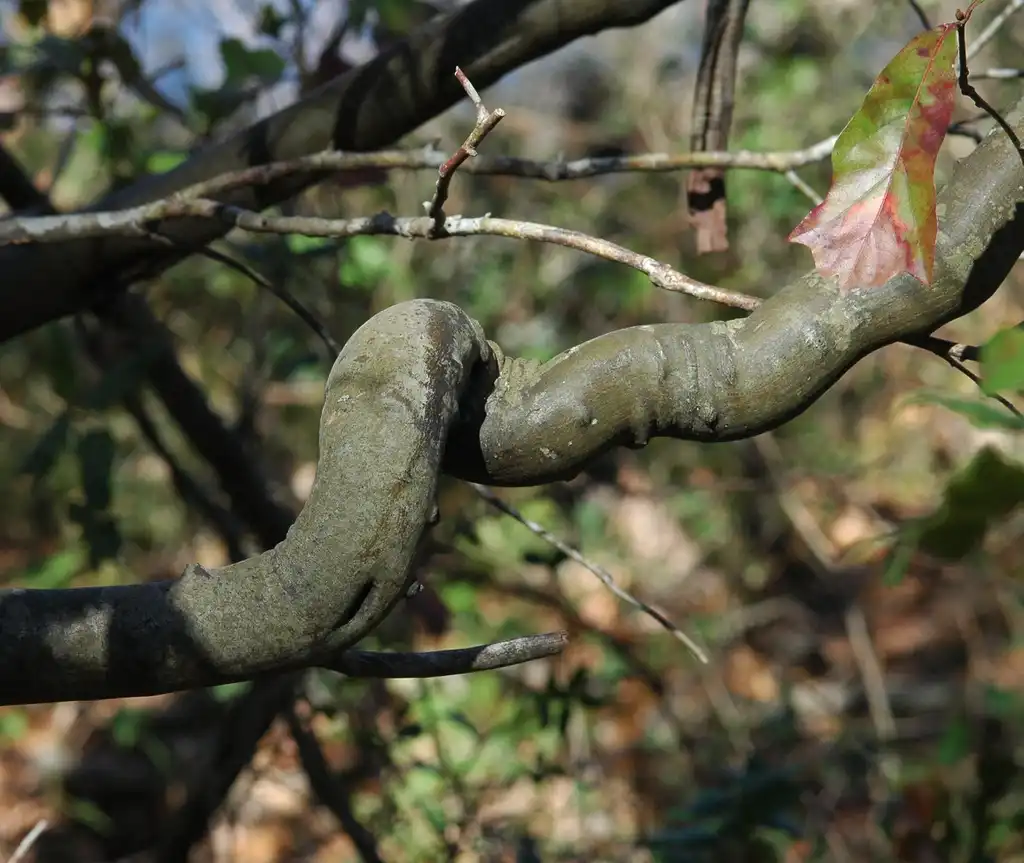 Photo of Berchemia scandens - Bark:Larry Allain, US Geological Survey