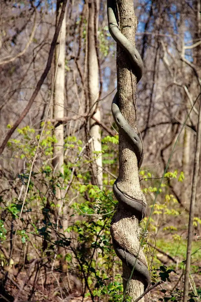 Photo of Berchemia scandens - Form:Melissa McMasters