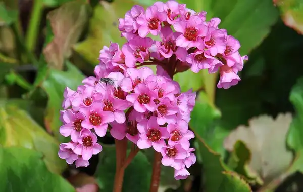 Photo of Bergenia crassifolia (Bergenia crassifolias)