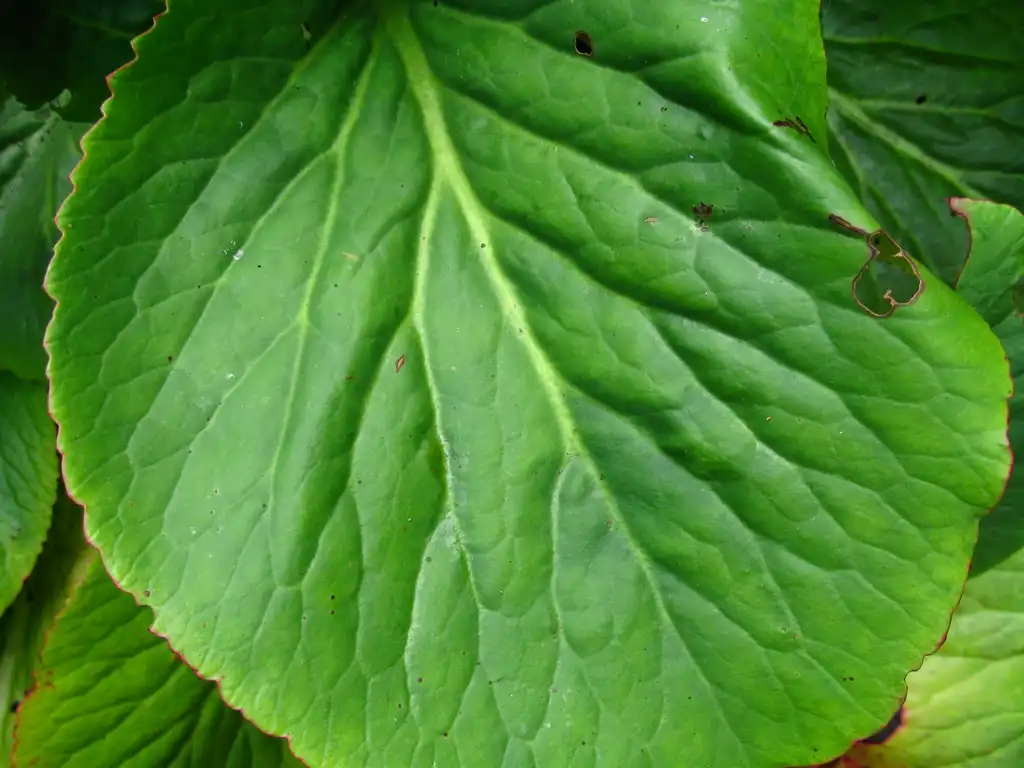 Photo of Bergenia crassifolia (Bergenia crassifolias)