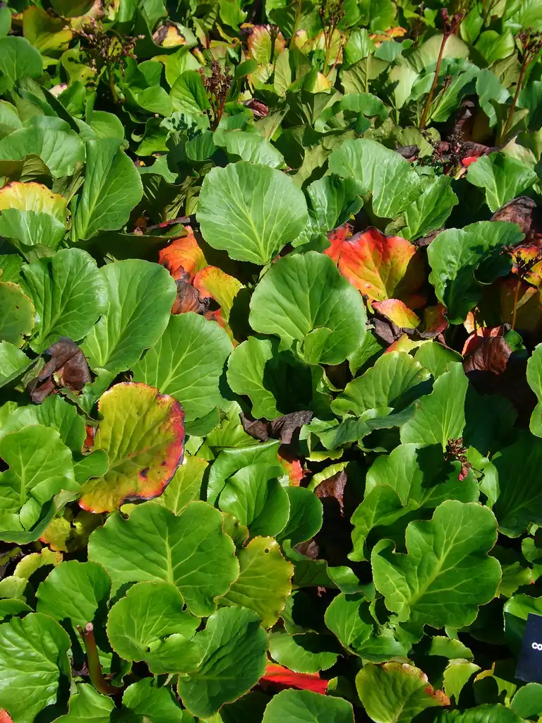 Photo of Bergenia crassifolia - Leaves in mass planting:Magnus Manske